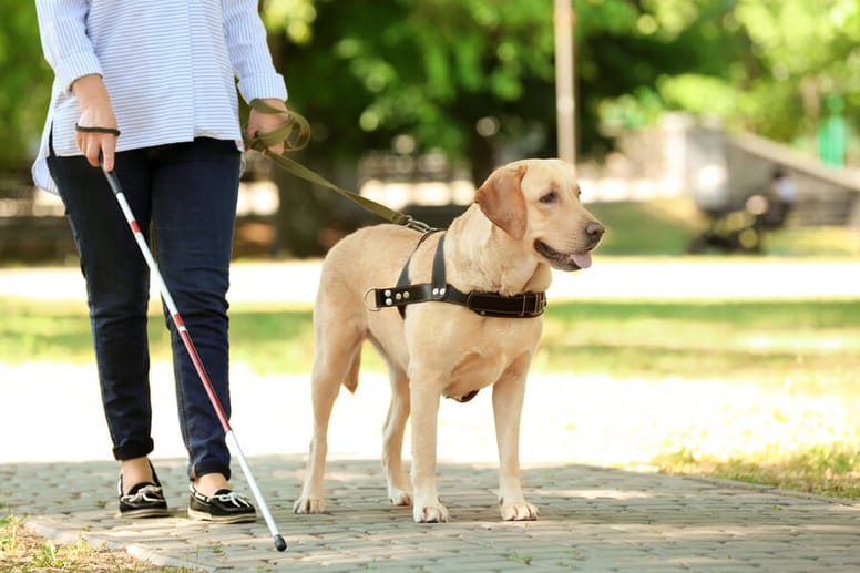 cane guida di razza labrador con donna cieca