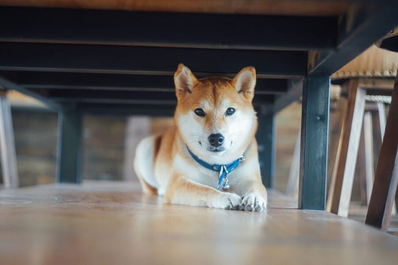 pies shiba pod stołem