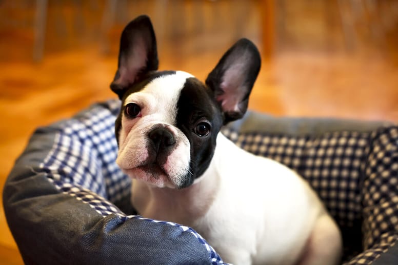 szczenię buldog francuski