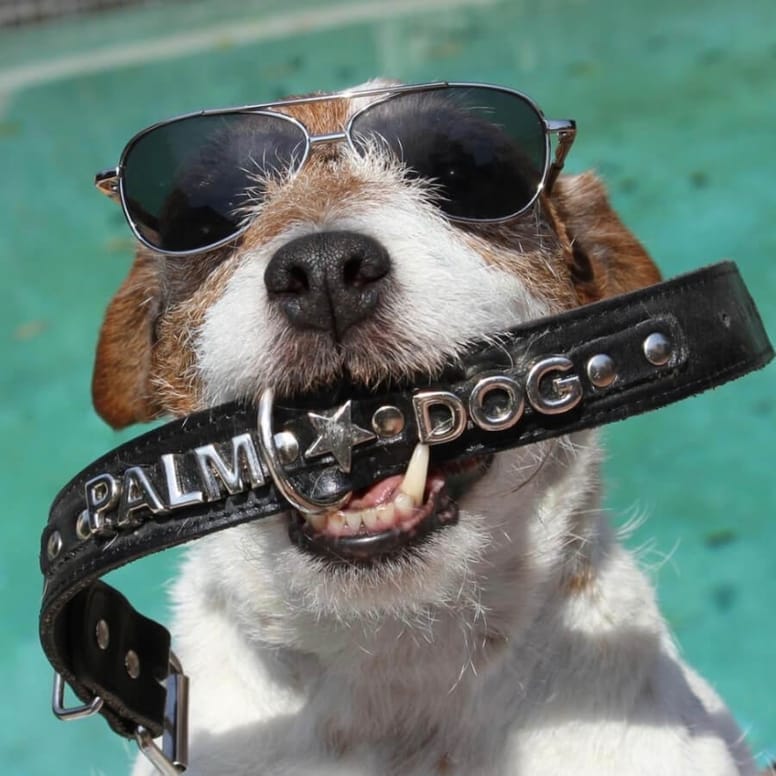 pies Uggie