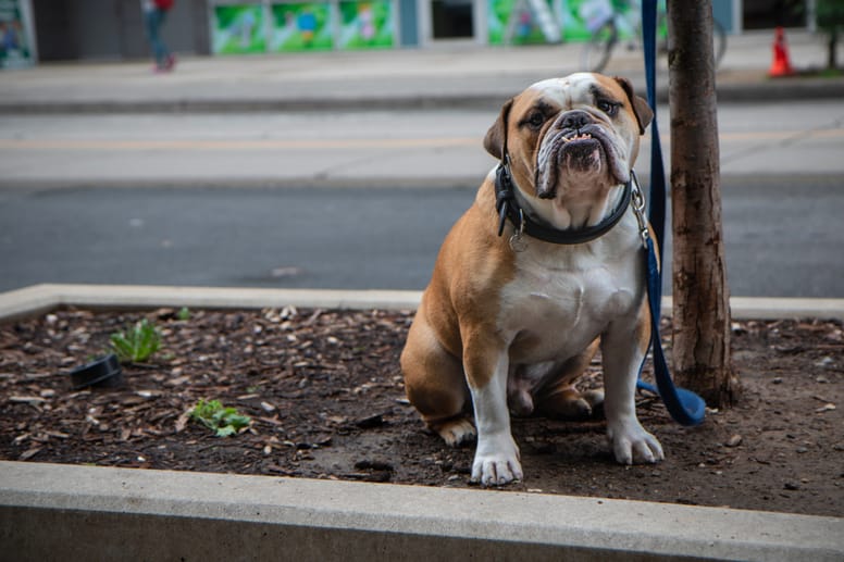 bulldog con prognatismo