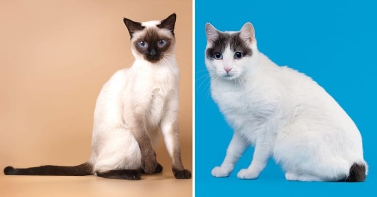 gatto siamese e gatto bobtail giapponese