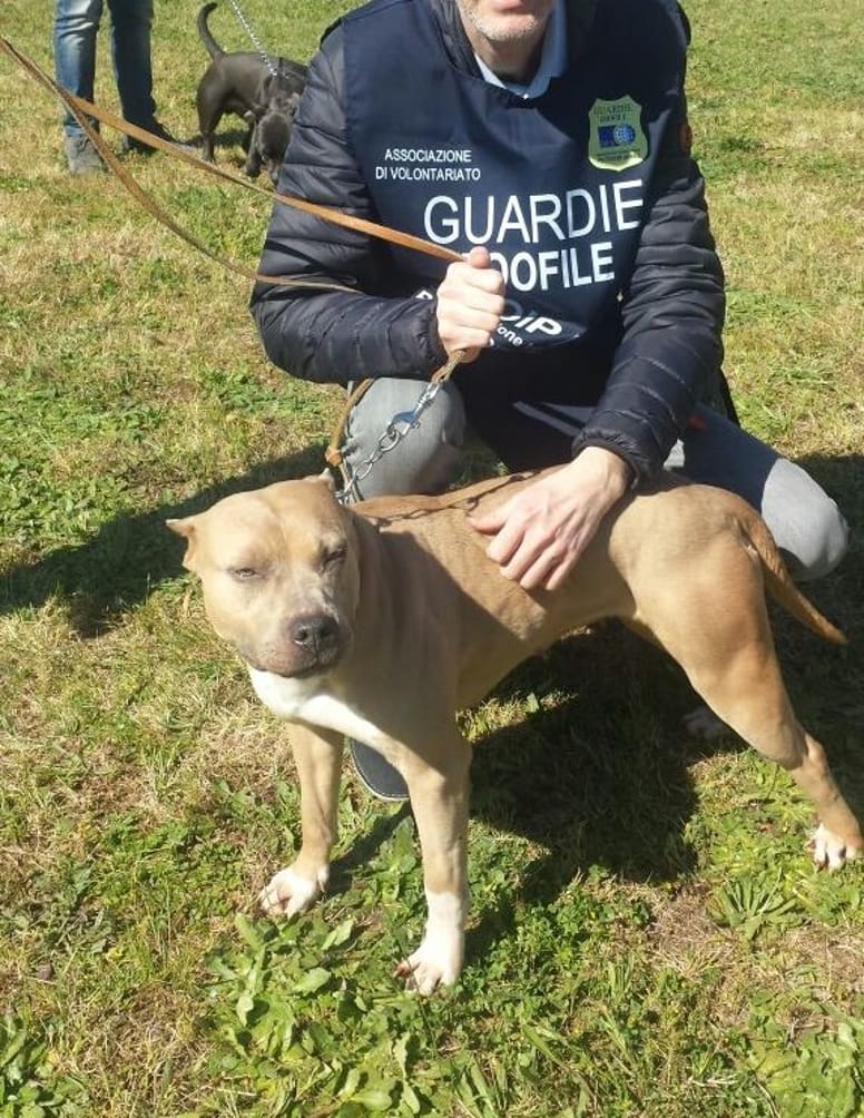 cane con orecchie tagliate con agente oipa