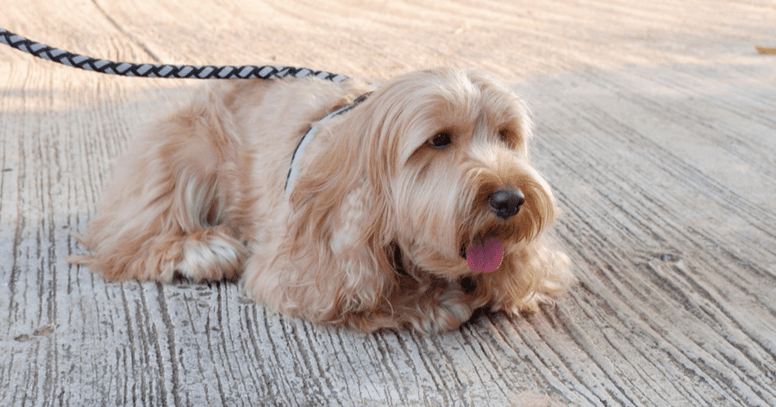 Cockapoo pup