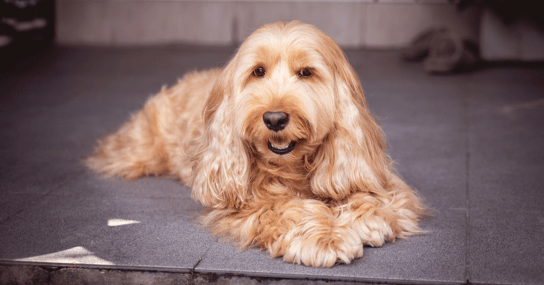 Cockapoo