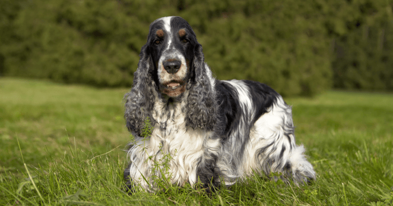 Cocker Spaniel