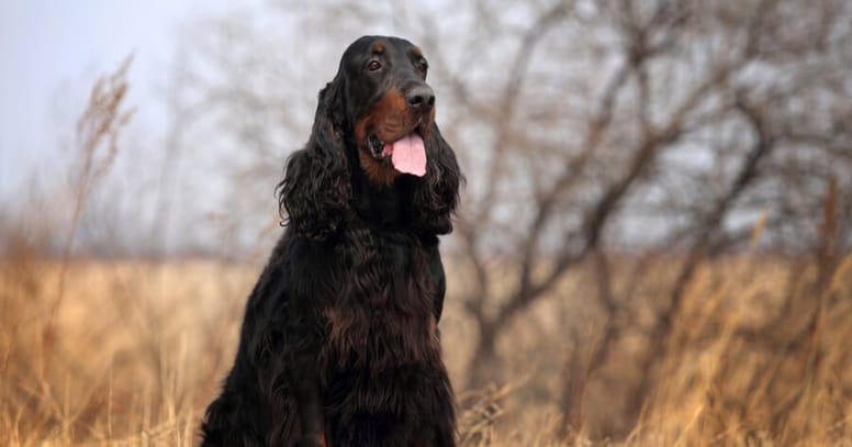 Zwarte Gordon Setter