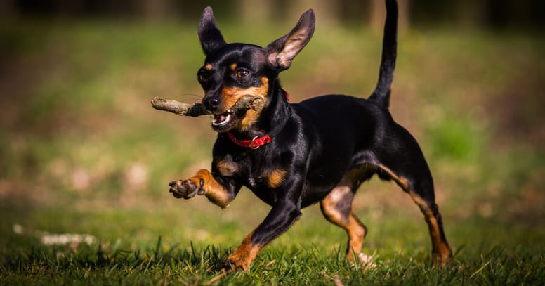 Dwergpinscher