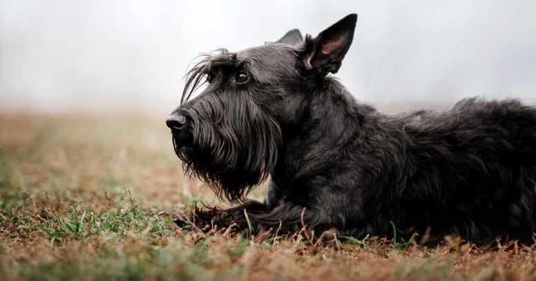 zwarte Schotse Terrier