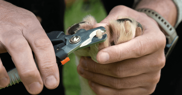 Man knipt nagels hond