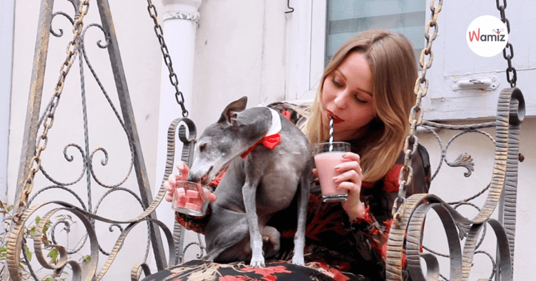 Hond proeft van smoothie