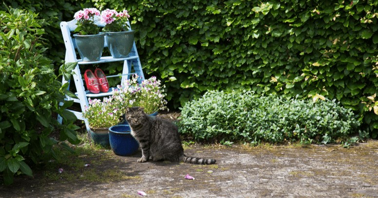 Kat voor schutting met planten