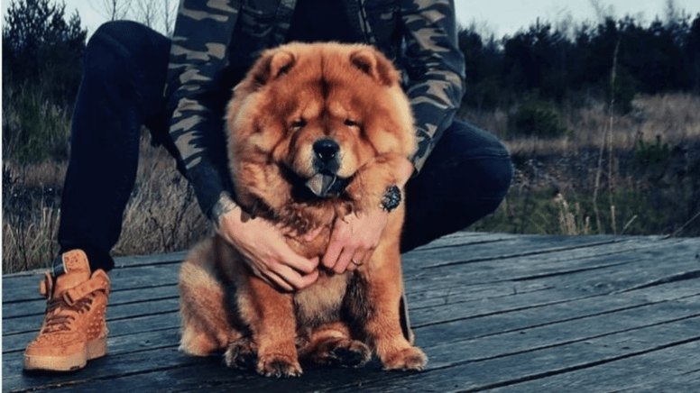Hond die op teddybeer lijkt