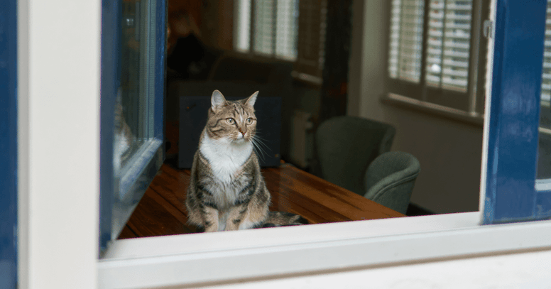 Binnenkat in raamopening