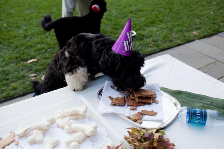 chien barack obama anniversaire
