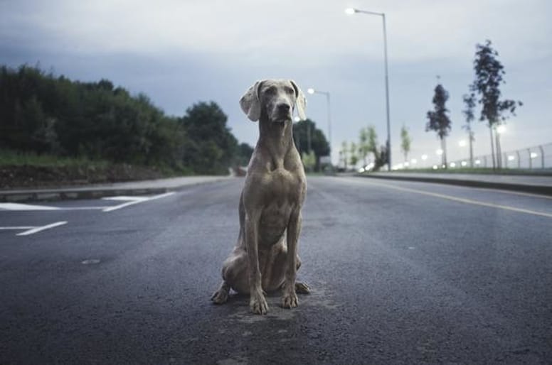Un chien seul sur la route en ville