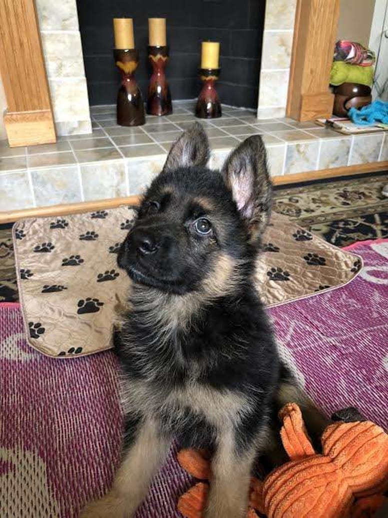 chiot berger allemand