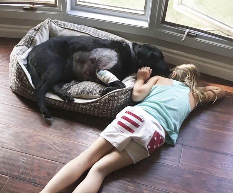 chien malade enfant
