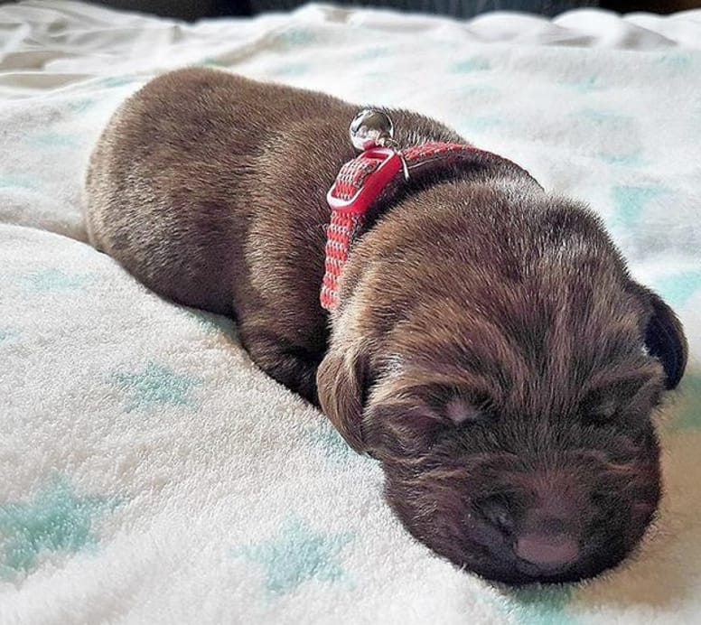 chiot labrador
