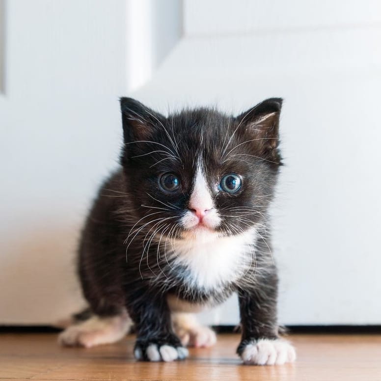 chaton beaux yeux