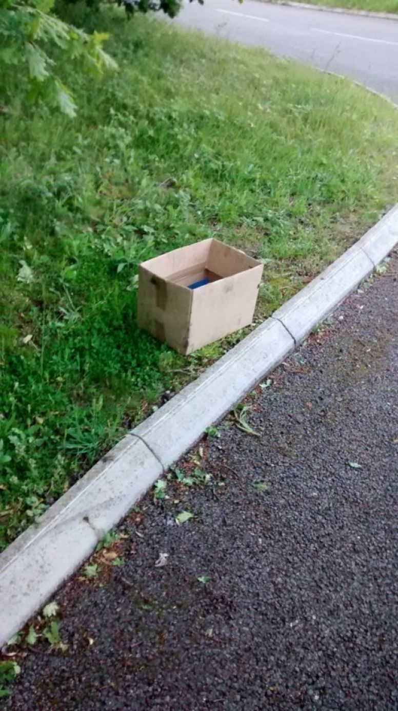boite carton chatons