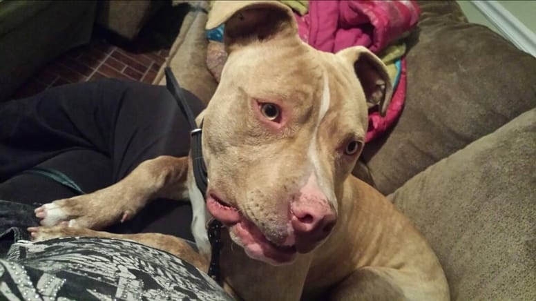 pitbull