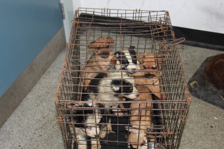 chiots caisse