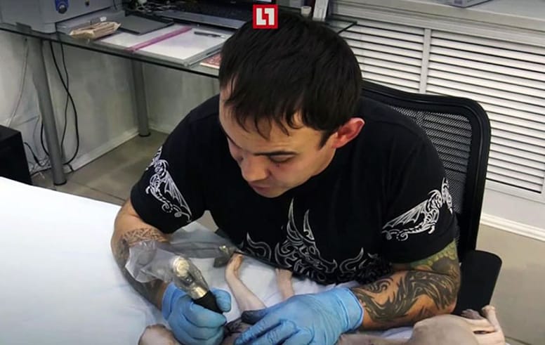 chat tatoué par son maître