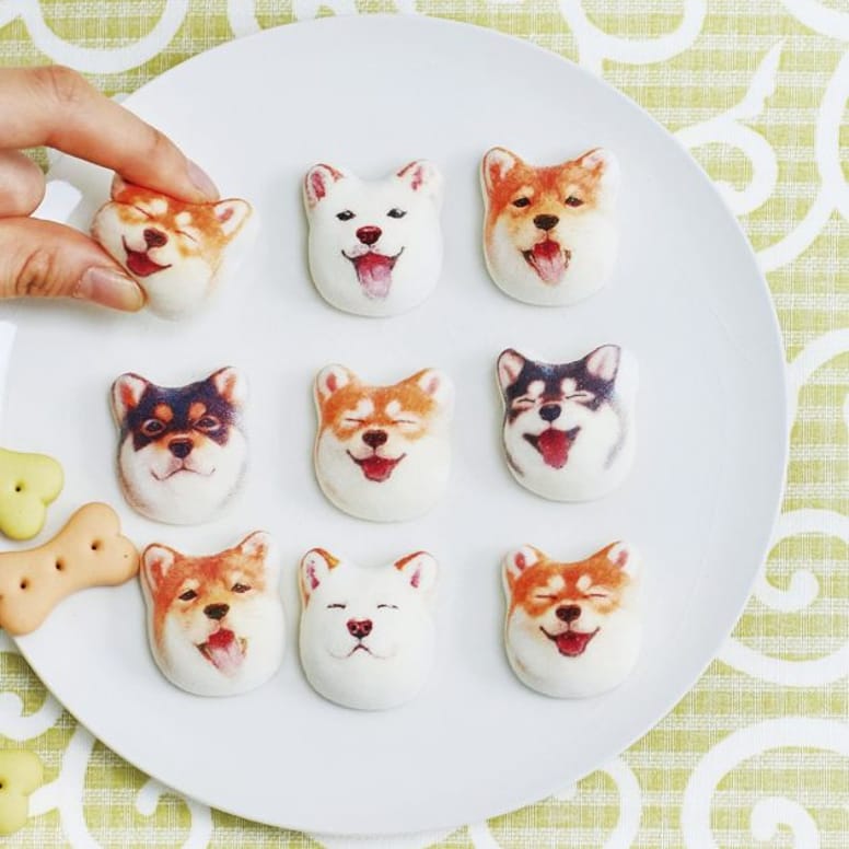 chamallow shiba inu