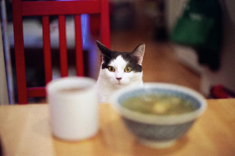 chat à table