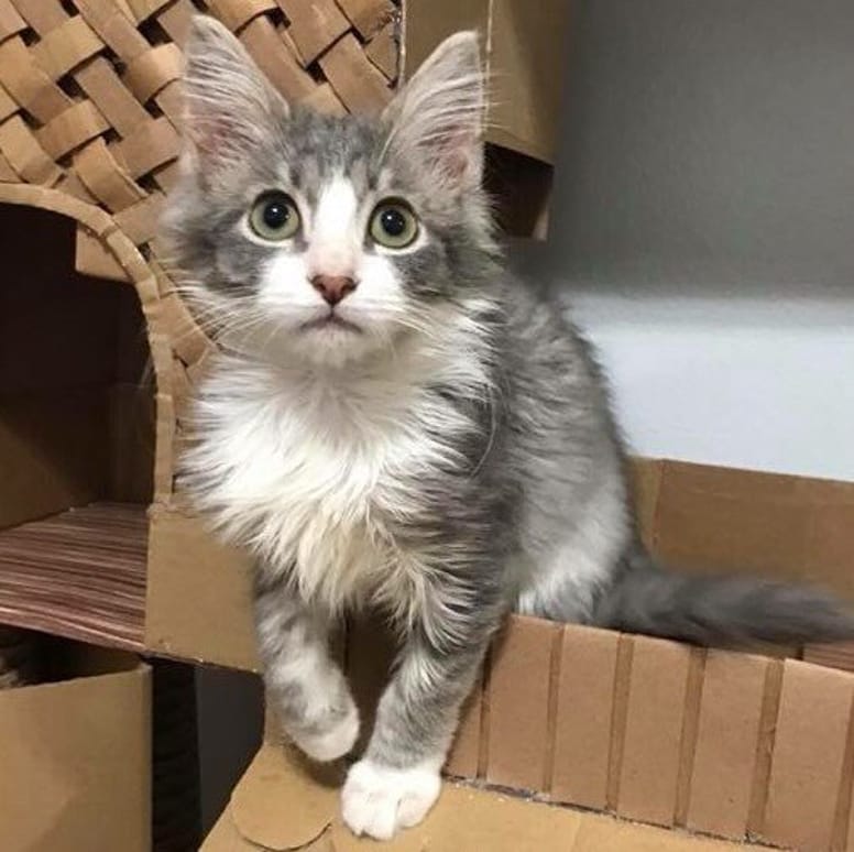 chaton gris et blanc mignon