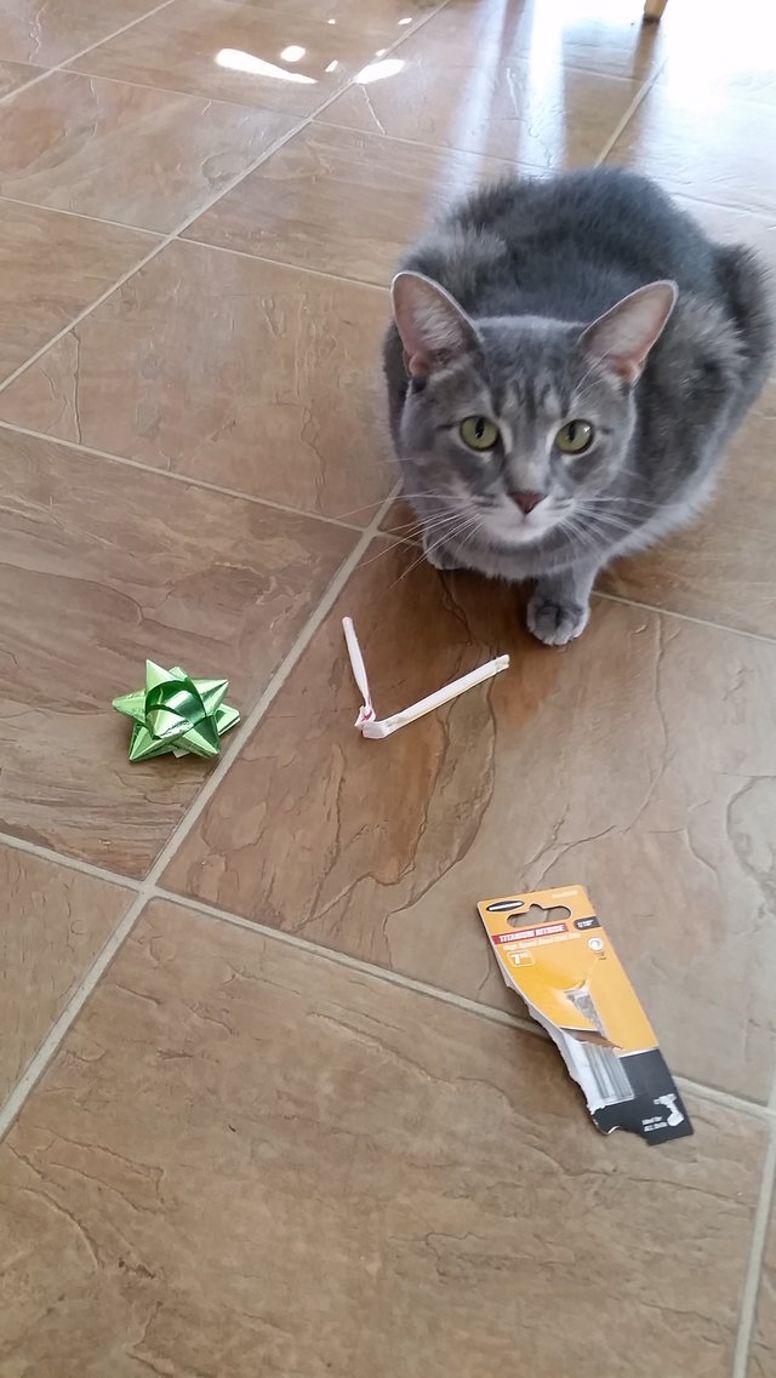 chat escaliers cadeau