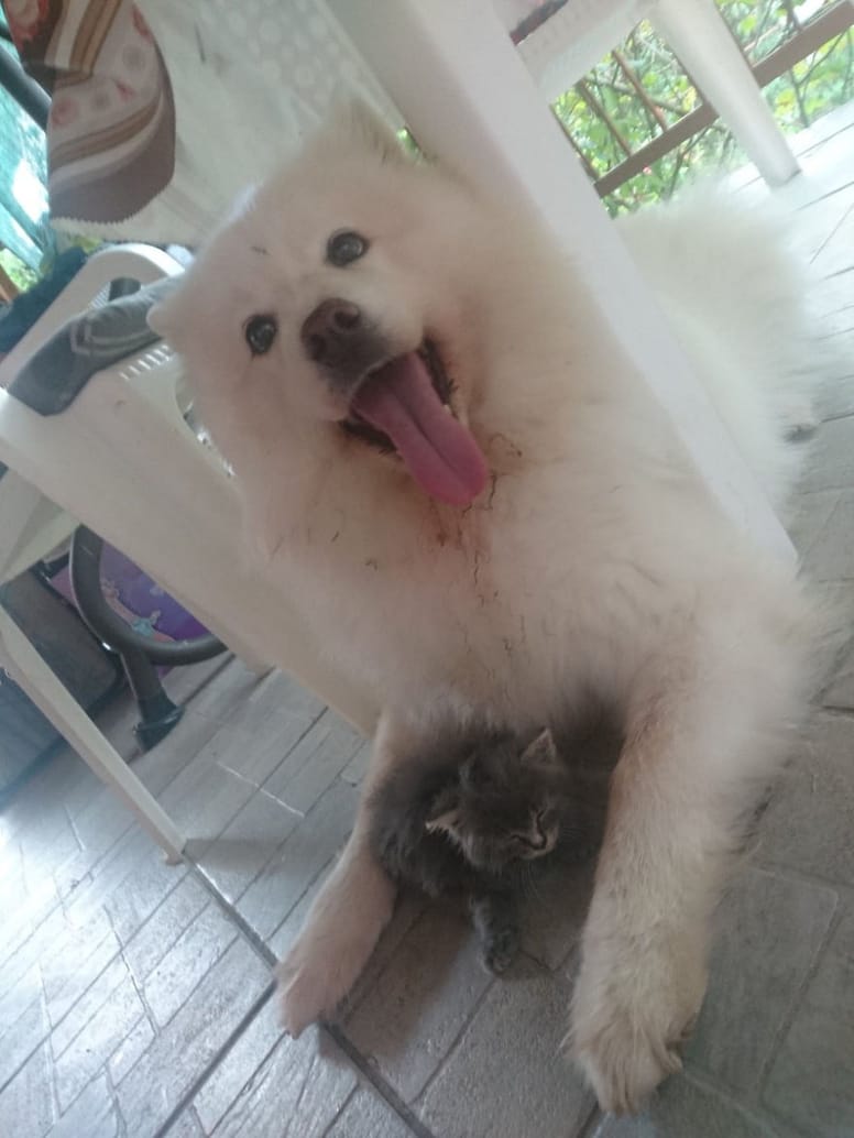chien blanc copain chat