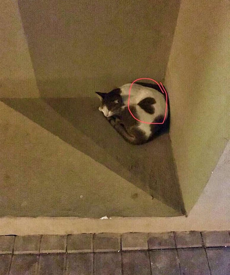 chat coeur