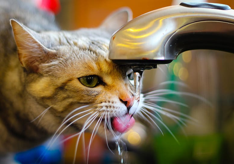 chat eau robinet
