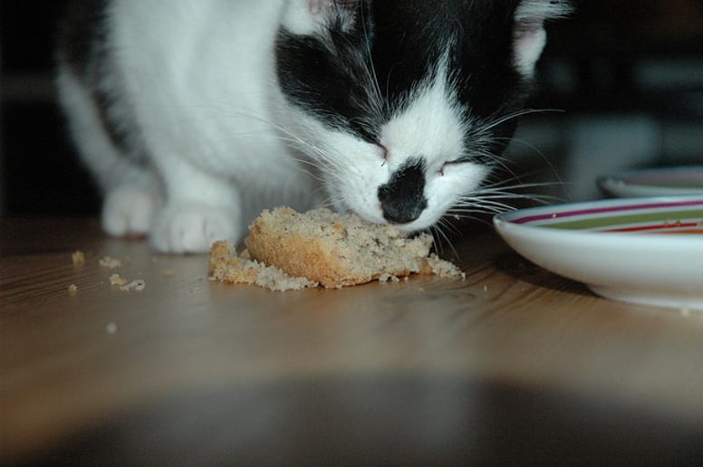 chat gâteau