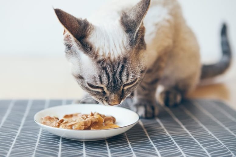 chat en train de manger