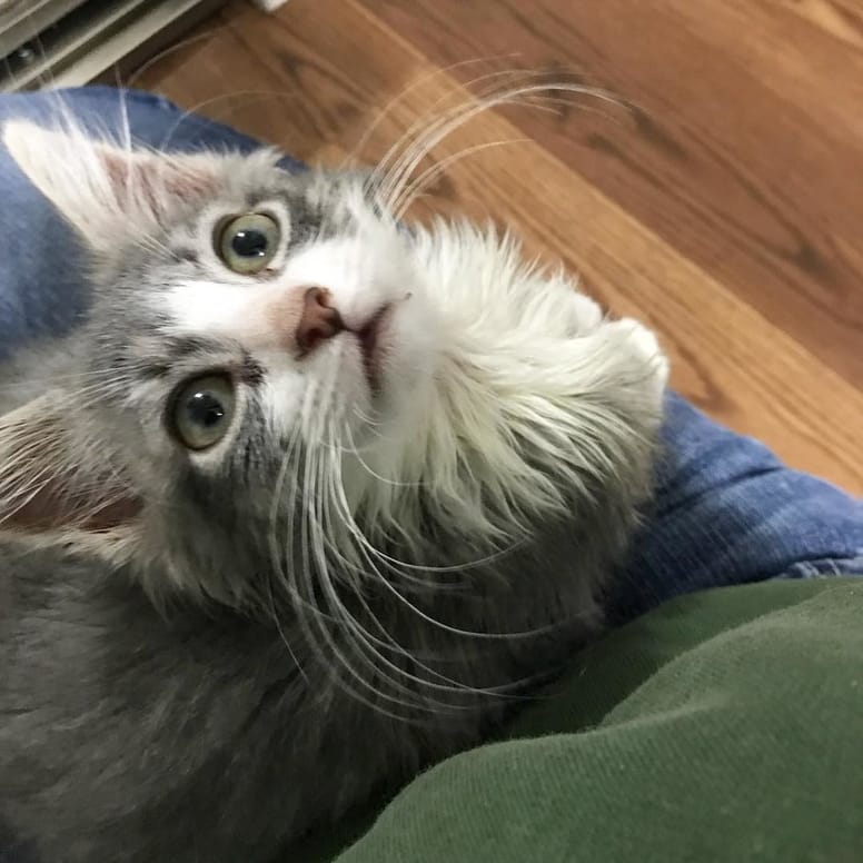 chaton gris mignon baille