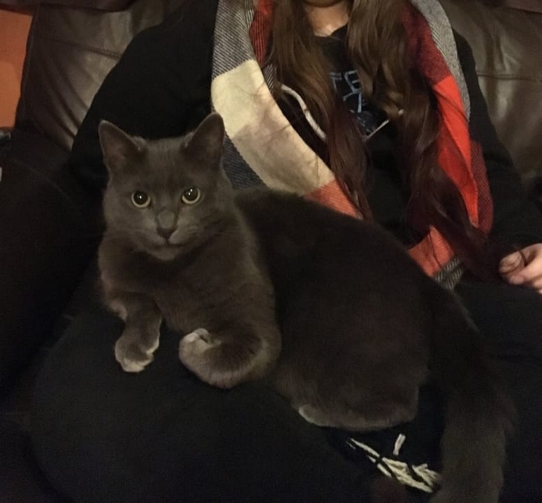 chaton gris