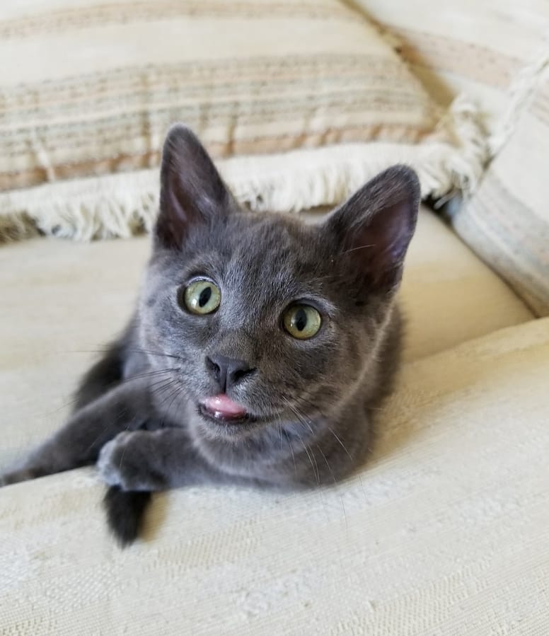 chat noir levres