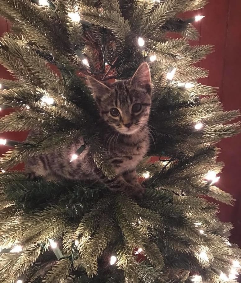 chat sapin
