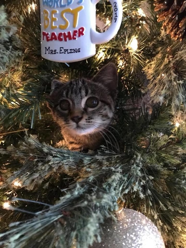 chaton sapin noel