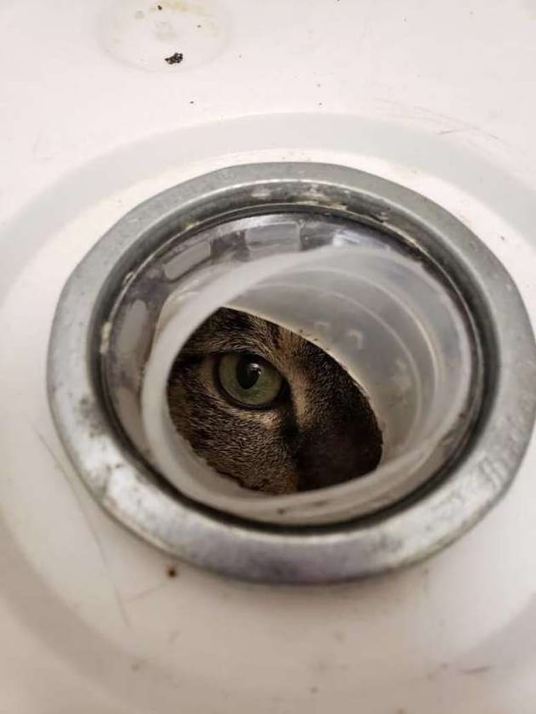 chat seau