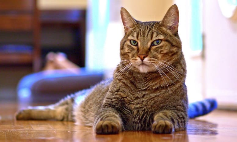 chat bengal mignon 10 ans