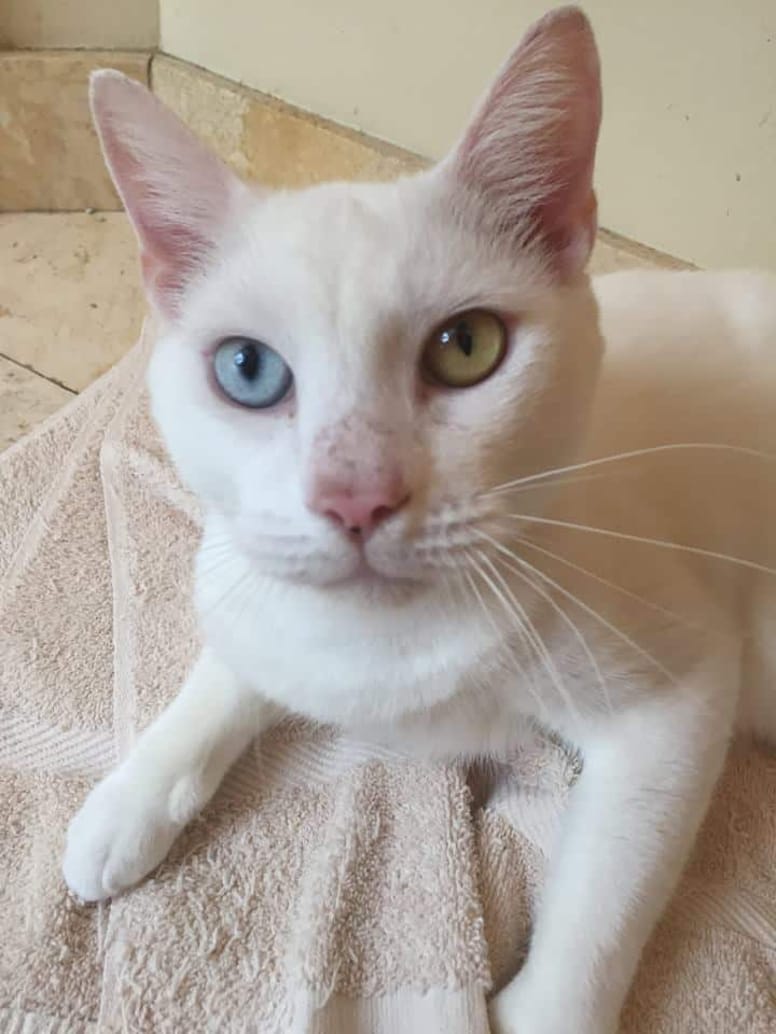 chat yeux couleurs différentes