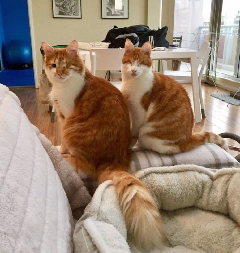 chatons roux aveugles