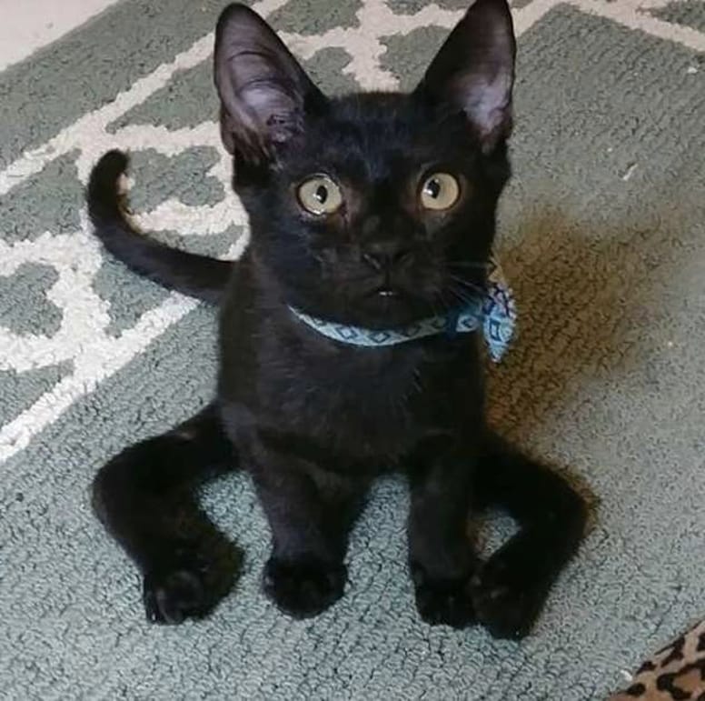 chaton pattes araignée