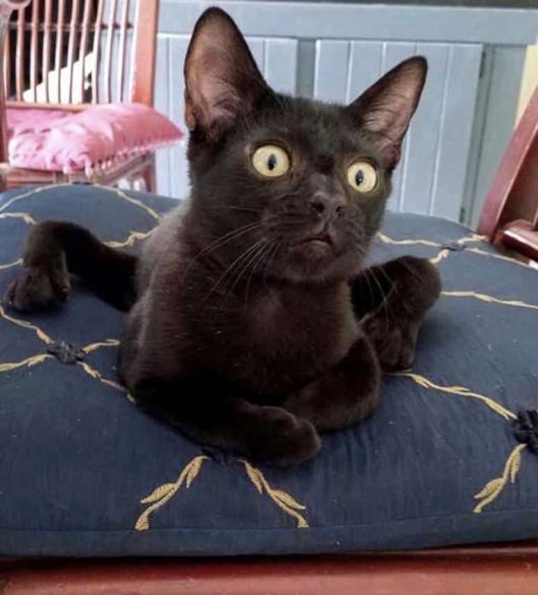 chaton araignée