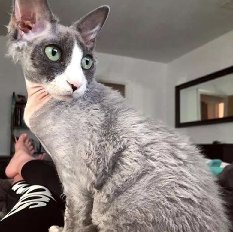 chat étrange