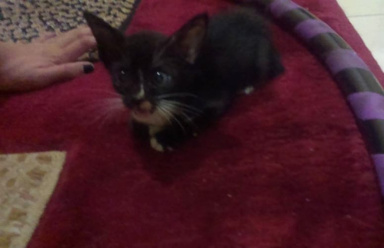 chaton grandes oreilles